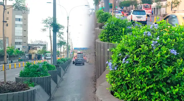 La Municipalidad de Lima informa que importante avenida luce con nuevas áreas verdes.