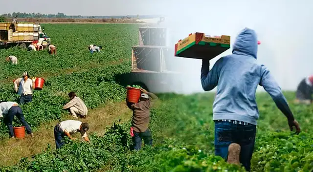 Trabajadores inmigrantes en EE. UU. Trabajadores inmigrantes en EE. UU.