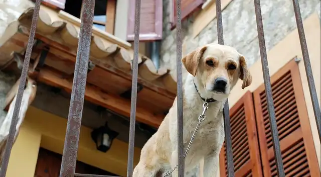 Es oficial: Gobierno multa con hasta 50.000 euros por dejar perros y gatos en azoteas, patios o vehículos Es oficial: Gobierno multa con hasta 50.000 euros por dejar perros y gatos en azoteas, patios o vehículos