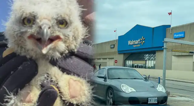 Búhos se desploman desde el techo de Walmart.