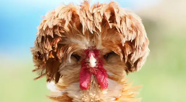 Hito histórico: Científicos lograron que pollos desarrollen características de dinosaurios Hito histórico: Científicos lograron que pollos desarrollen características de dinosaurios