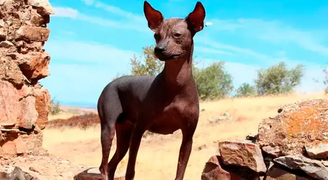 Día del Perro Peruano Sin Pelo. Día del Perro Peruano Sin Pelo.