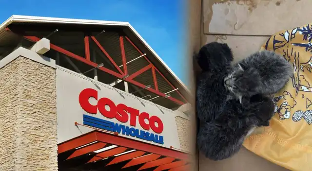 Empleados rescatan gatitos del motor de un auto en el estacionamiento de Costco.
