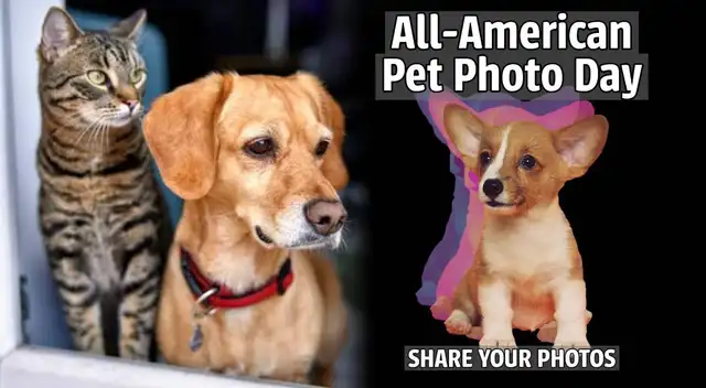 El All American Pet Photo Day se celebra cada año en Estados Unidos el 11 de julio.