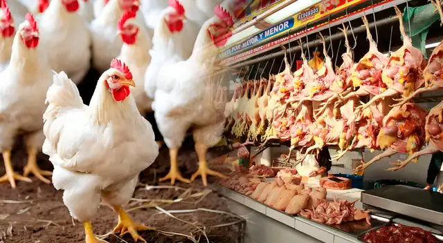 Conoce si es seguro y saludable consumir pollo ante la emergencia sanitaria en todo el Perú por la gripe aviar. Conoce si es seguro y saludable consumir pollo ante la emergencia sanitaria en todo el Perú por la gripe aviar.