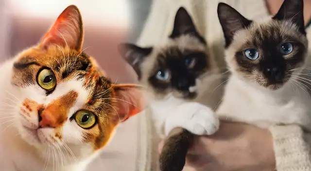 Revisa las mejores frases para compartir por el Día del Gato este 8 de agosto.