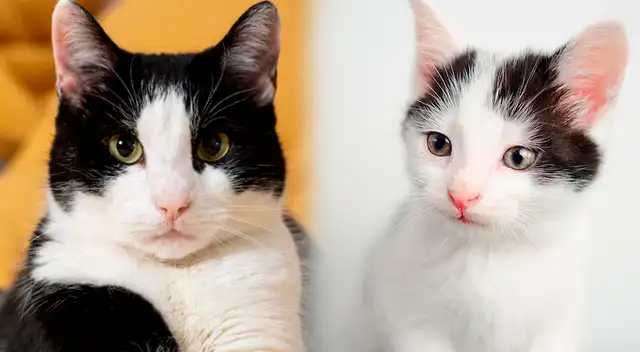 Día del Gato