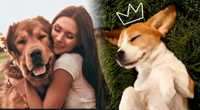 Día Nacional del Perro en EE. UU.: por qué se celebra cada 26 de agosto, su origen y más.