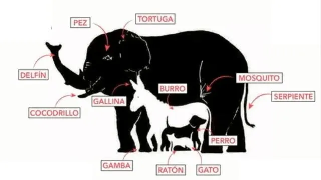 retos visuales, retos virales