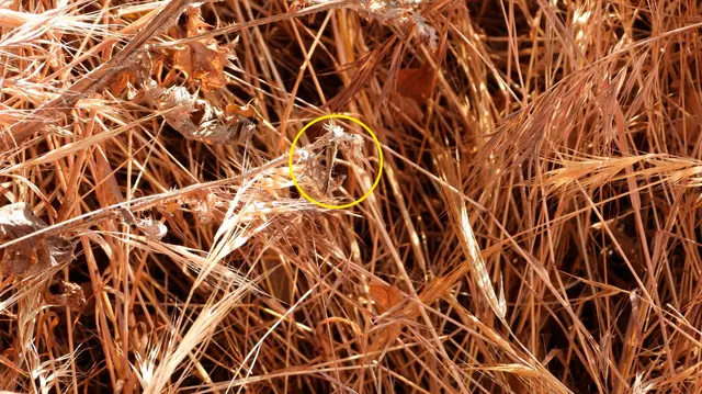 Reto visual Reto visual