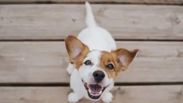 Imagen 1, perro acorde a tu personalidad.