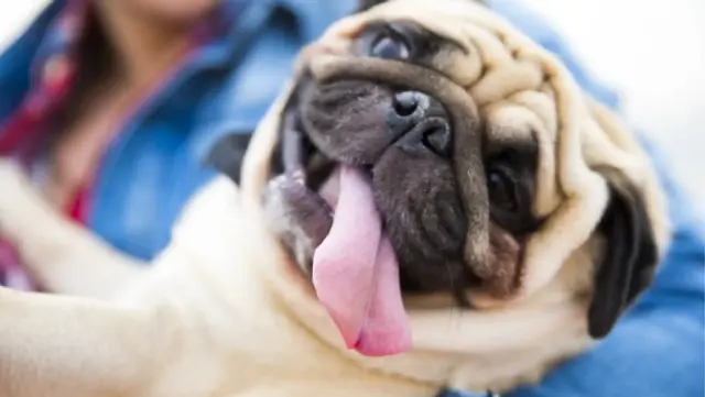 Imagen 2, perro acorde a tu personalidad.