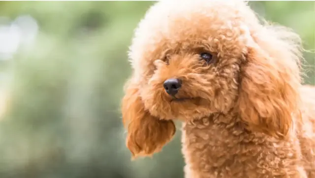 Imagen 3, perro acorde a tu personalidad.