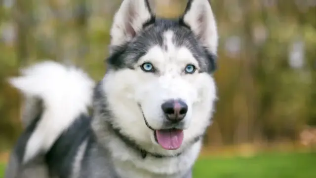 Imagen 4, perro acorde a tu personalidad.