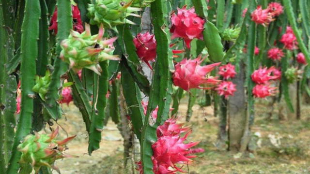 pitaya
