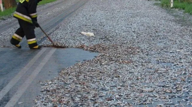 lluvia de peces