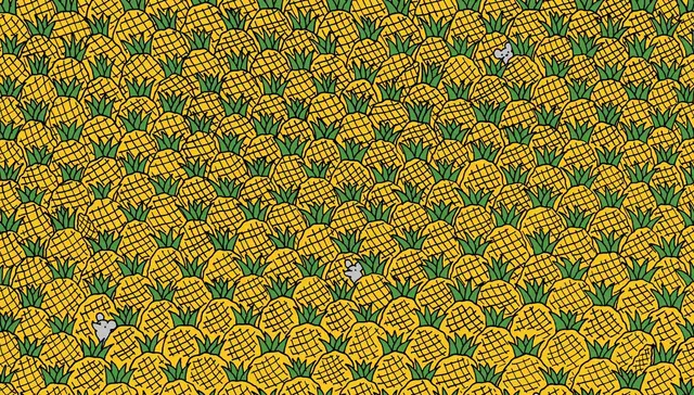 Reto visual. Reto visual.