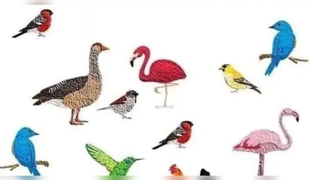 Encuentra al animal que no tiene par.