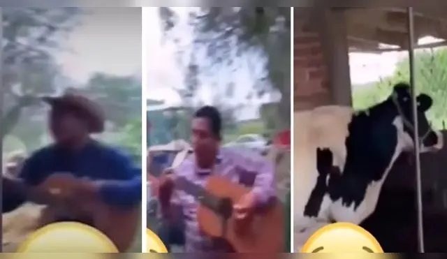 Vaca interviene en presentación de grupo musical con un grandioso mugido - VIDEO