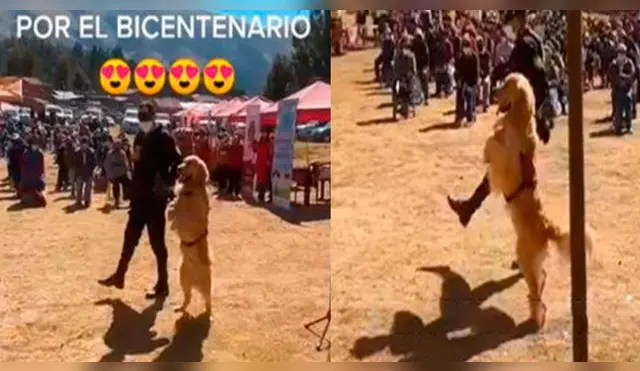 Perros realizan desfile patrio por 28 de julio