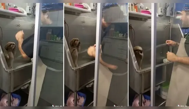 Perro es viral en TikTok por disfrutar de su baño mientras escucha a Frankie Ruiz