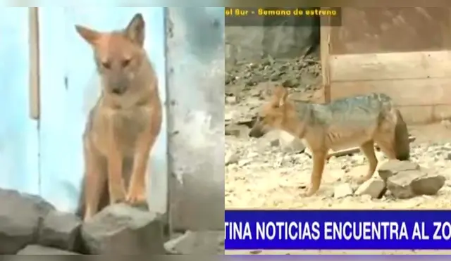 Zorro 'Run run' sigue sin ser capturado.