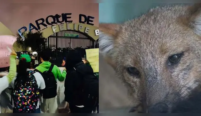 Zorro ‘Run Run’: realizan vigilia en el Parque de Las Leyendas y exigen sea liberado