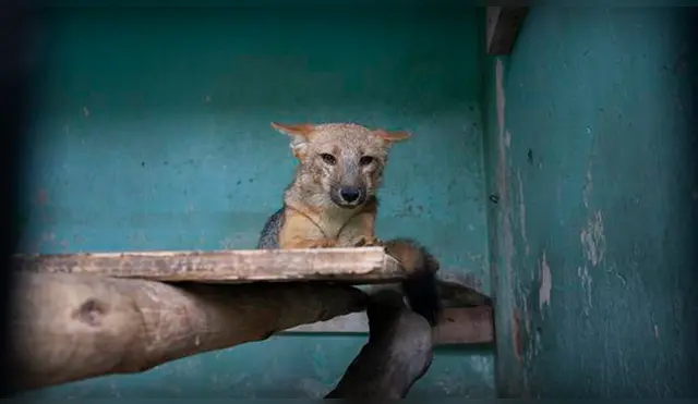 Zorrito Run Run deja el Parque de las Leyendas para pasar cuarentena en otro refugio