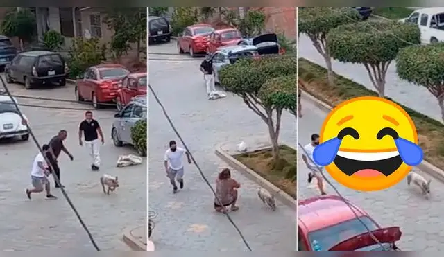 Cerdo escapa de una vivienda para evitar ser la cena de Navidad