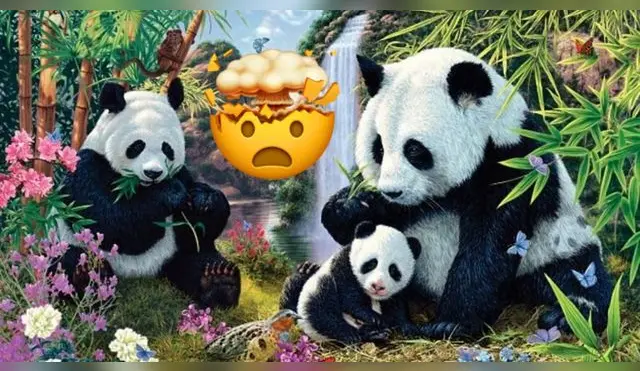 Reto visual sobre los osos pandas.