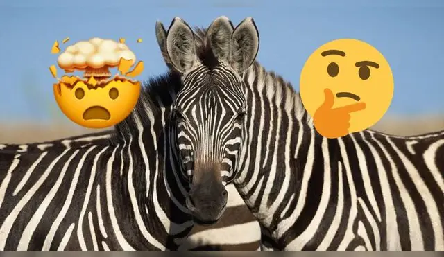 Reto visual sobre la cebra que está por delante.