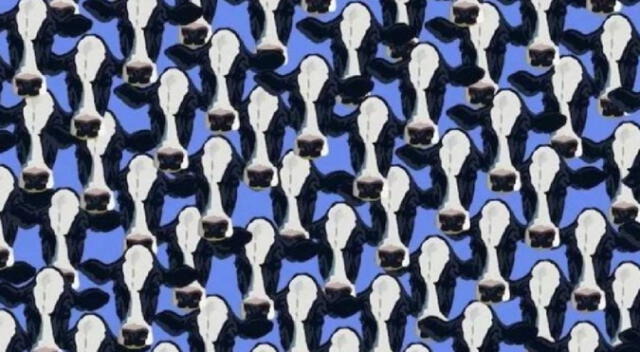 Reto visual nivel PRO: Encuentra el perro en 10 segundos
