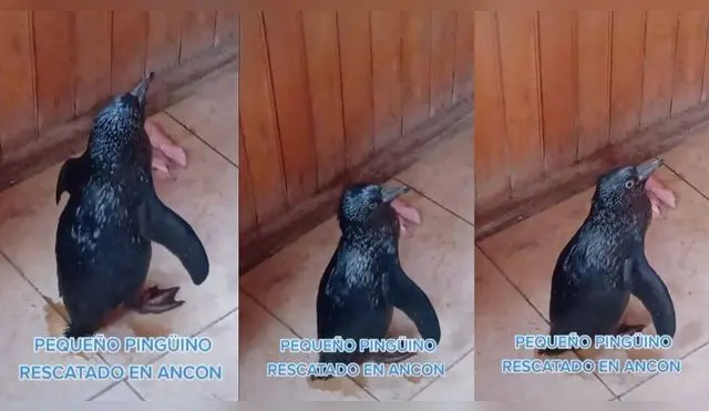 Jóvenes voluntarios rescatan a pingüino cubierto de petróleo en playa de Ancón - VIDEO
