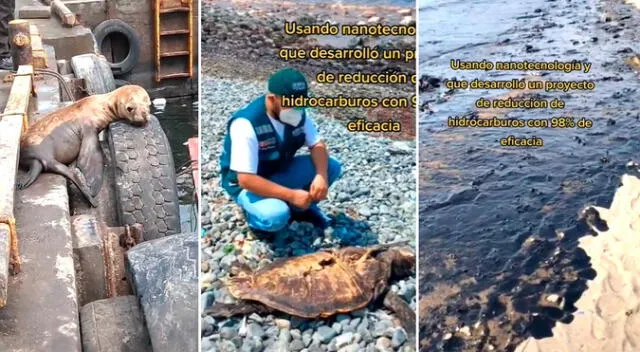 Lobo marino bebé queda varado en puerto y usuarios culpan a Repsol - VIDEO