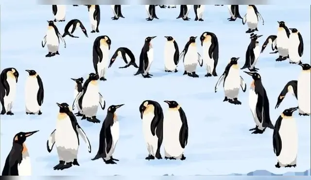 Reto visual: ¿Ves los pingüinos con sombrero? Atreves a hallarlos en 15 segundos