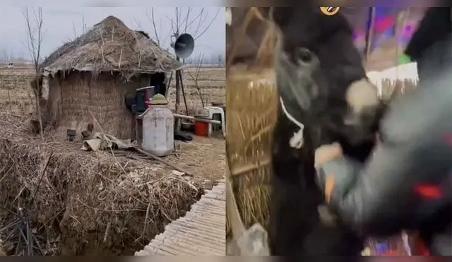El sujeto se emocionó y bailó con un burro.