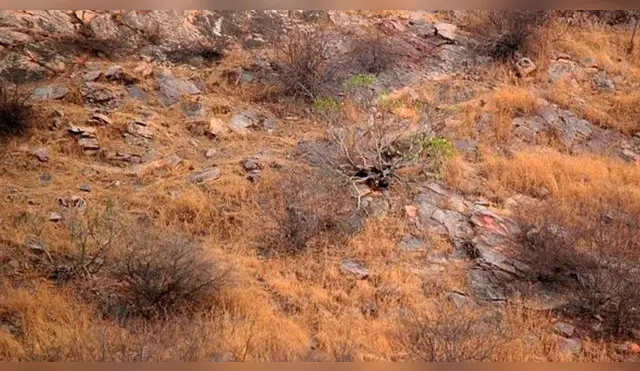 Reto visual: encuentra al leopardo escondido en la foto; solo tienes 15 segundos