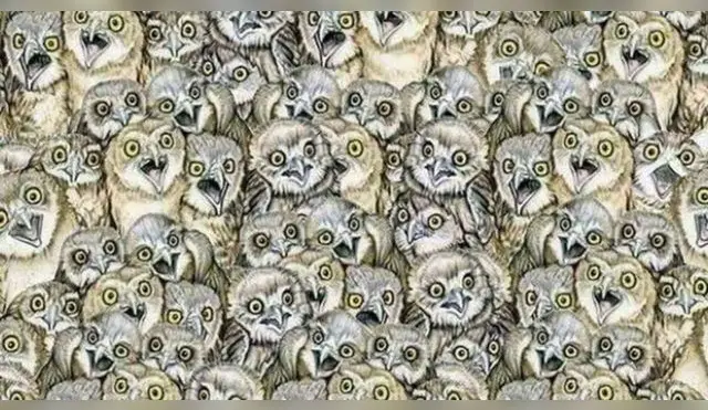 Solo el 5% de usuarios han encontrado al gato