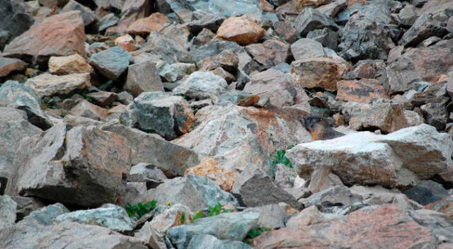 Reto visual: Halla al animal oculto en las piedras; 1 de cada 10 personas lo logró