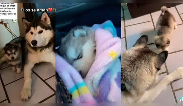 Russo demuestra todo el amor que siente por su pequeño cachorro, Moscú.