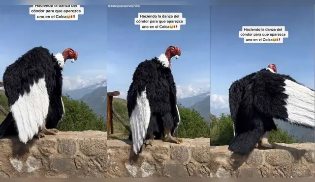 'Cóndor' realiza danza en el Cañón del Colca para promover el turismo - VIDEO