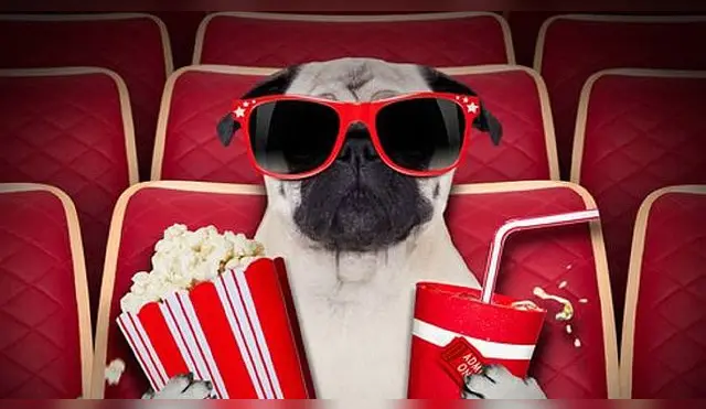 cine para perros es la nuevsa sensación para los amantes de animales