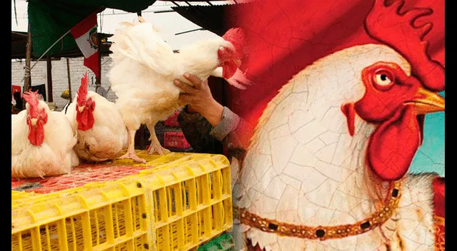 Atención Gallo Claudio Sabías que los pollos eran venerados como dioses