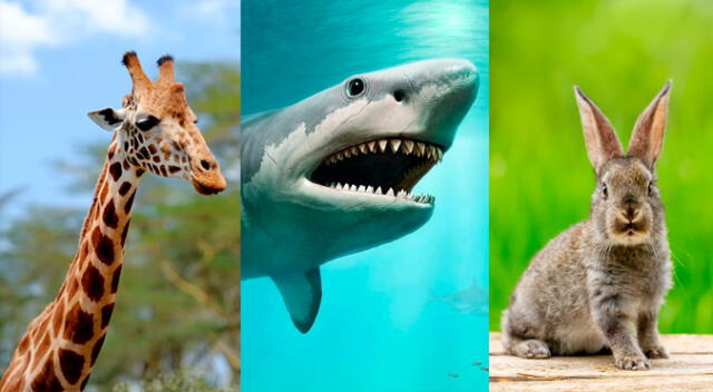 Conoce qué animales no emiten sonidos. Conoce qué animales no emiten sonidos.
