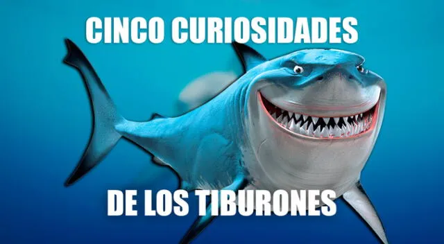 5 curiosidades que no sabías acerca de los tiburones