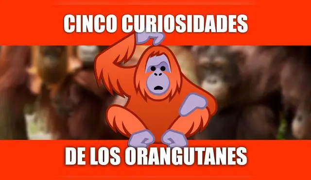 ¿Pueden comer con los pies? 5 datos curiosos de los Orangutanes