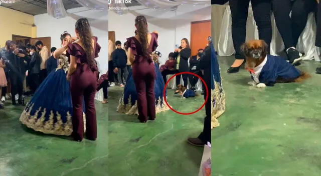 TikTok viral: peruana quiso que su perrito sea su 'chambelán' y lo viste con terno para su ‘quinceañero’