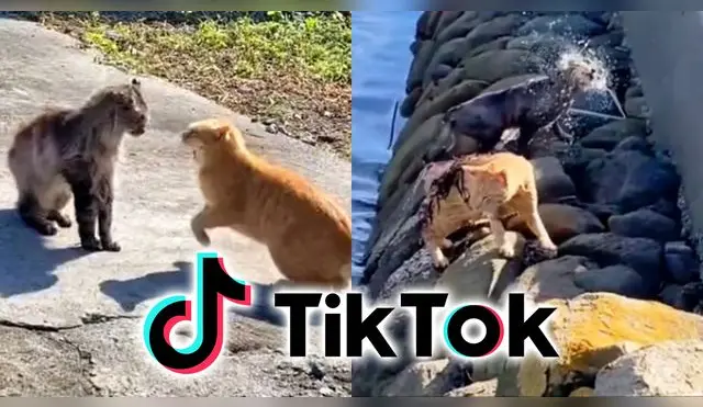 TikTok: gatos protagonizan épica pelea, pero terminan cayendo al agua