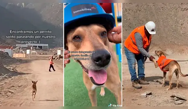 Una inmobiliara adoptó un perro y le dio sus implementos para supervisar obra.