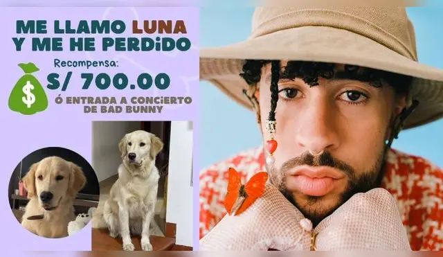Facebook: ofrecen entrada a concierto de Bad Bunny por una perrita perdida
